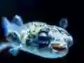 Oyunu Puffer Fish Jigsaw çevrimiçi