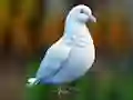 Oyunu Realistic Pigeon Rescue çevrimiçi