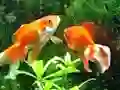 Oyunu Blue Fish Escape çevrimiçi