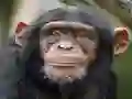 Oyunu Chimpanzee Jigsaw çevrimiçi