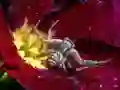 Oyunu Crab Spider Jigsaw çevrimiçi