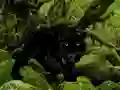 Oyunu Escape from Black Panther Forest çevrimiçi