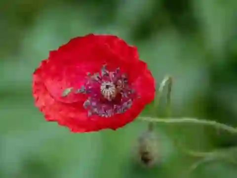 Oyunu Poppy Nature Flower Jigsaw çevrimiçi