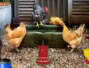 Oyunu Poultry Farm Easter Escape çevrimiçi