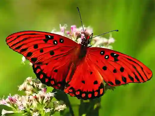 Oyunu Nature Jigsaw Puzzle Butterfly çevrimiçi