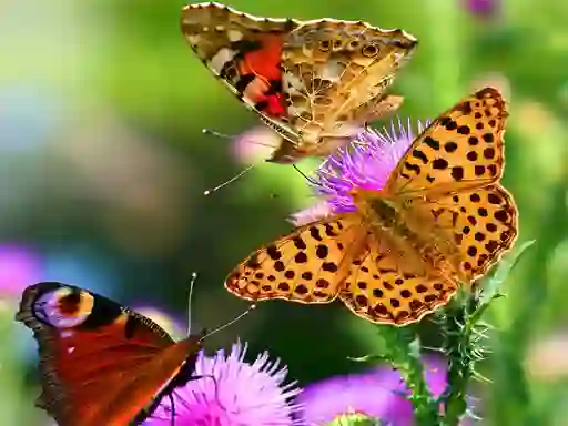 Oyunu Butterfly Slide çevrimiçi
