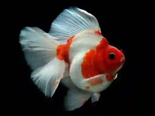 Oyunu Gold Fish Jigsaw Puzzle çevrimiçi