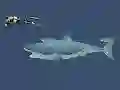 Oyunu Mad Shark çevrimiçi