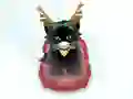 Oyunu Pet Sledding çevrimiçi
