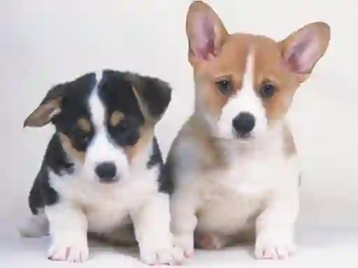 Oyunu Cute Puppies Puzzle çevrimiçi