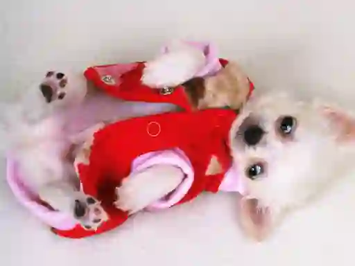 Oyunu Lovely Puppy Slide çevrimiçi