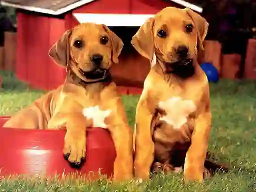 Oyunu Puppy Pairs Puzzle çevrimiçi