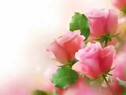 Oyunu Pink Roses çevrimiçi