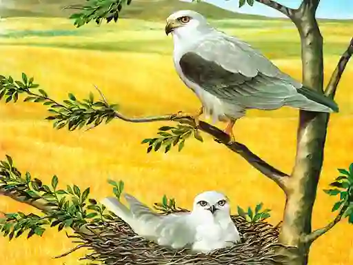 Oyunu Birds Of Prey Puzzle çevrimiçi