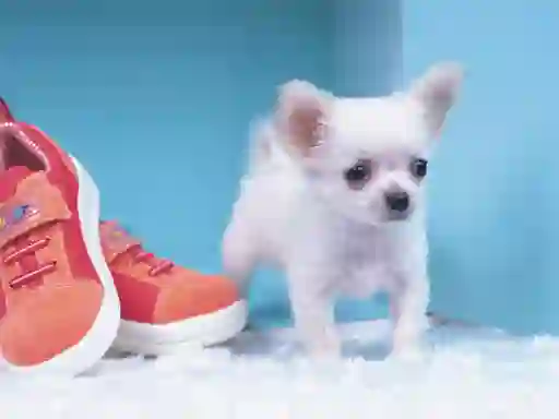 Oyunu Lovely Puppy Puzzle çevrimiçi