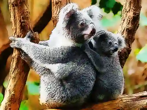 Oyunu Cute Baby Koala Bear çevrimiçi