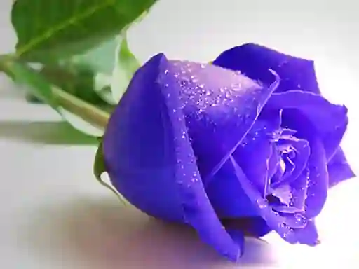 Oyunu Blue Roses çevrimiçi