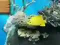 Oyunu Big fish eats small çevrimiçi