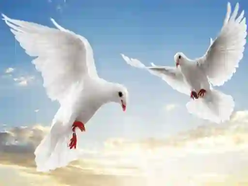 Oyunu Flying Birds çevrimiçi