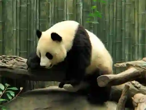 Oyunu Pandas Puzzle çevrimiçi