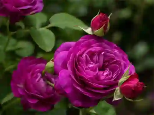 Oyunu Purple Roses çevrimiçi