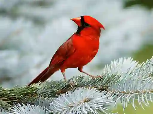 Oyunu Birds Puzzle çevrimiçi