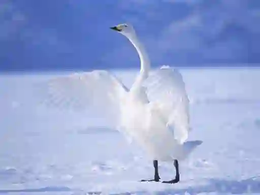 Oyunu Graceful Swans çevrimiçi