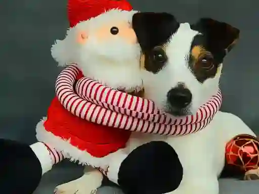 Oyunu Funny Christmas Dogs çevrimiçi