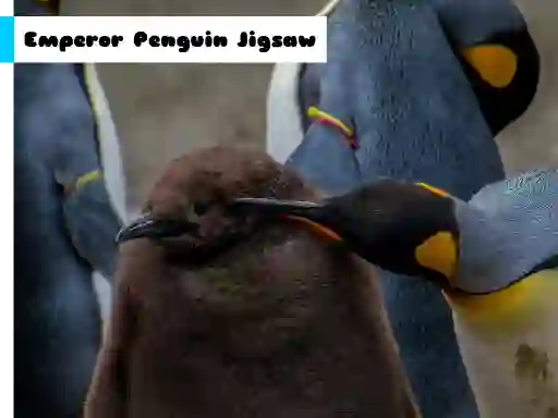 Oyunu Emperor Penguin Jigsaw çevrimiçi