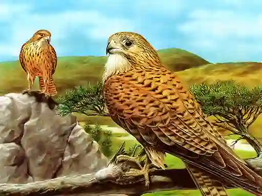 Oyunu Birds of Prey Slide çevrimiçi