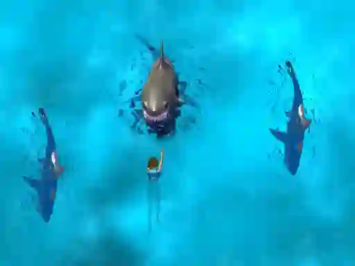Oyunu Avoid the Sharks çevrimiçi