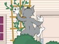 Oyunu Tom ve Jerry: Wasserbomben Wahnsinn  çevrimiçi