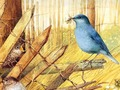 Oyunu Kuşlar: sanat bulmacaları  çevrimiçi