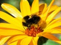 Oyunu Foto Quiz çevrimiçi