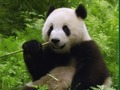 Oyunu Panda Bulmacası çevrimiçi