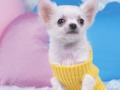 Oyunu Sevimli Yavru Köpek Bulmacası çevrimiçi