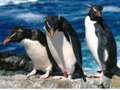 Oyunu Penguenler kayar çevrimiçi