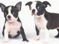 Oyunu Sevimli Yavru Köpek Kaydırak çevrimiçi