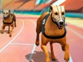Oyunu Çılgın Köpek Yarış Ateşi çevrimiçi