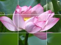 Oyunu Lotus Çiçekleri çevrimiçi