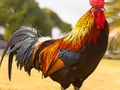 Oyunu Evcil Kuşlar Bulmacası çevrimiçi