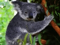 Oyunu Şirin Bebek Koala Ayısı  çevrimiçi