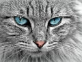 Oyunu Kedi Gözü Yapbozu  çevrimiçi