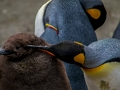 Oyunu İmparator Penguen Yapboz  çevrimiçi