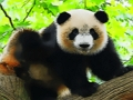 Oyunu Sevimli Bebek Panda  çevrimiçi