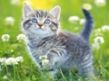 Oyunu Yavru Kedi Yapboz  çevrimiçi
