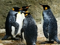 Oyunu Kral Penguen Yapboz  çevrimiçi