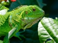Oyunu Vahşi iguana  çevrimiçi