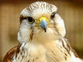 Oyunu Gyrfalcon Yapboz  çevrimiçi