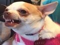Oyunu Sen hangi meme köpeğisin?  çevrimiçi
